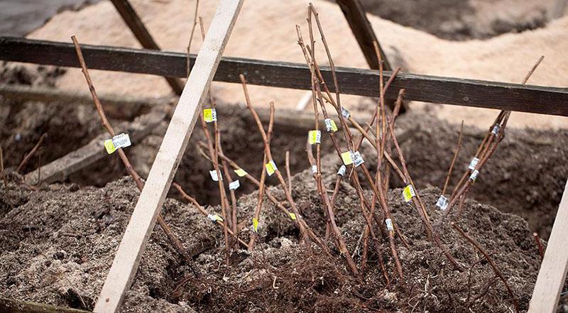 plántulas sanas para la siembra de otoño