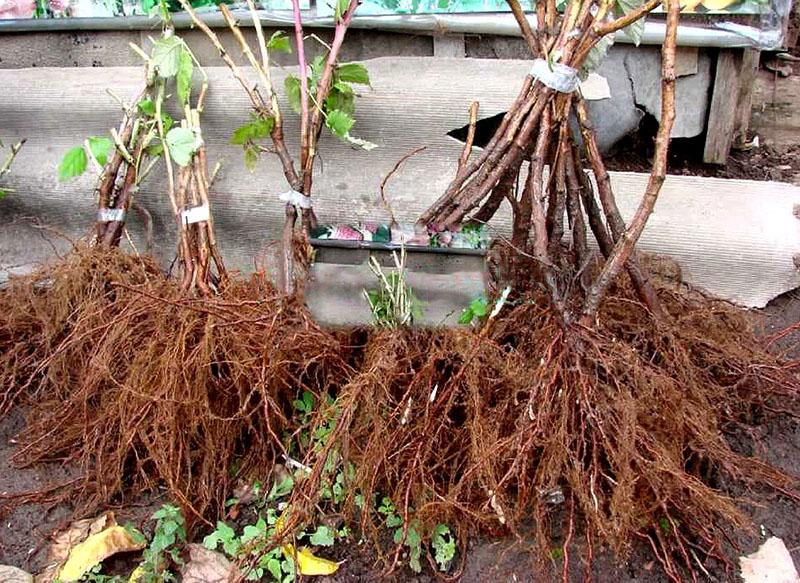 plántulas de frambuesa saludables