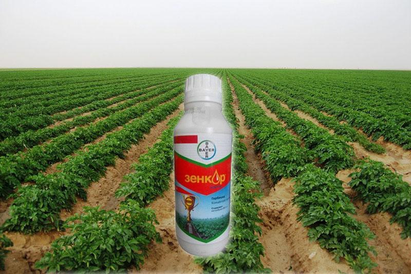 herbicida zenkor para el tratamiento de patatas
