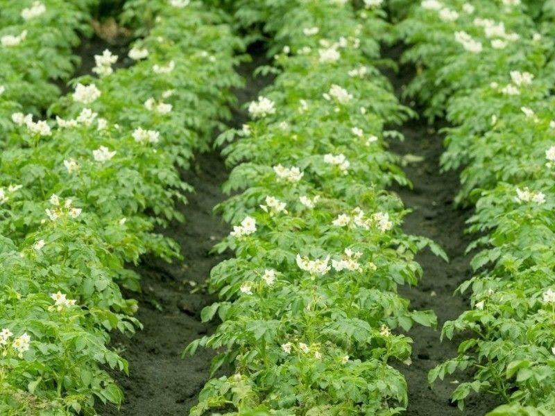 campo de patatas limpio