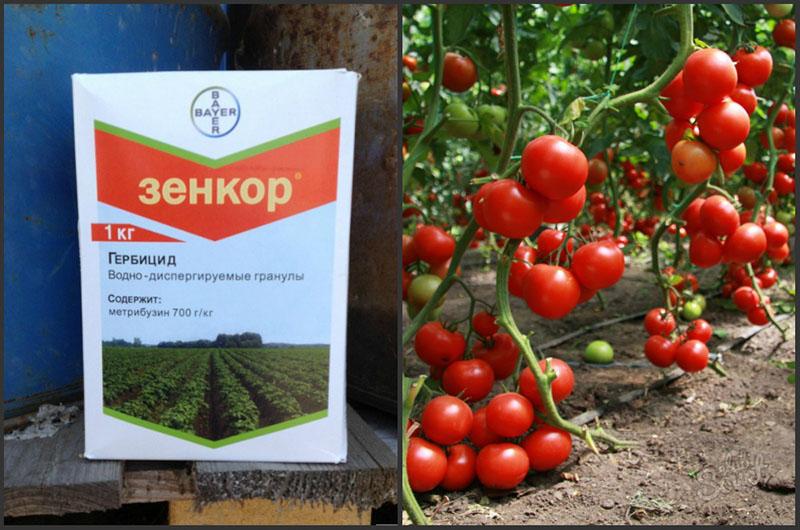 herbicide zenkor pour le traitement des tomates