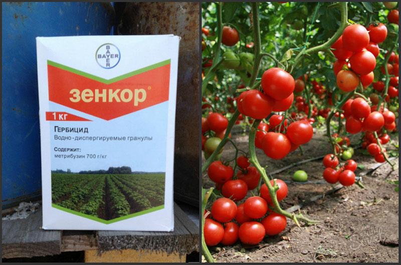 herbicida zenkor para el tratamiento del tomate