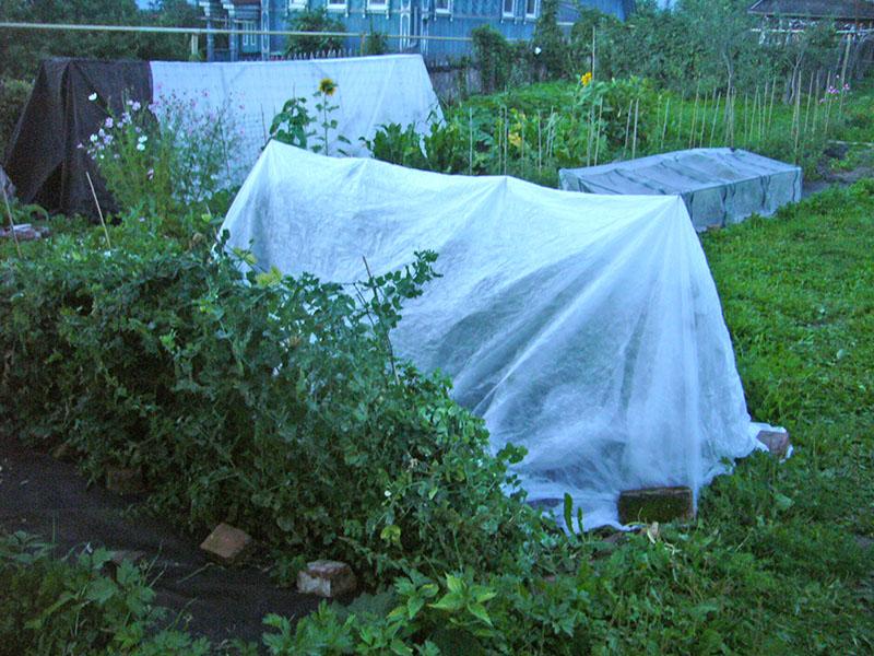 protección de las plantas contra las heladas de retorno