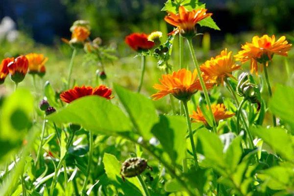 il est temps de cueillir des fleurs de souci