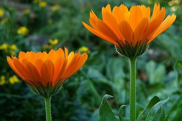 fleurs de calendula médicinales