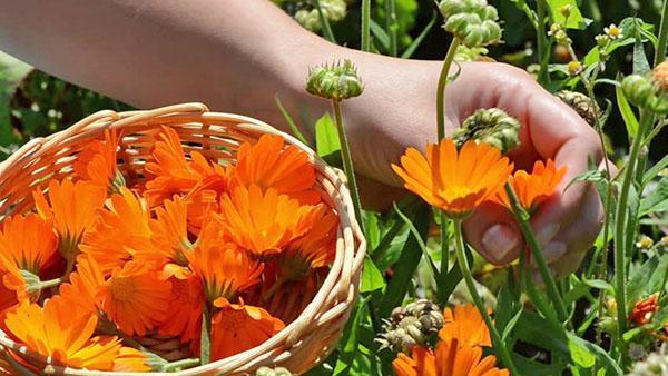 recogiendo flores de caléndula