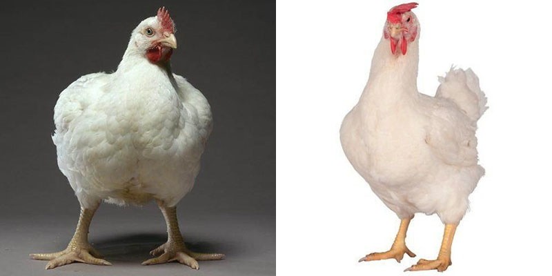 poulets hubbard flex