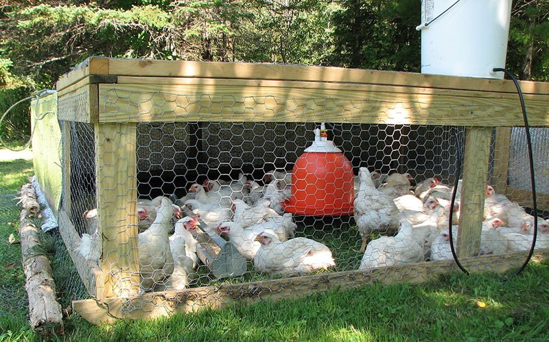 enceinte de poulet de chair