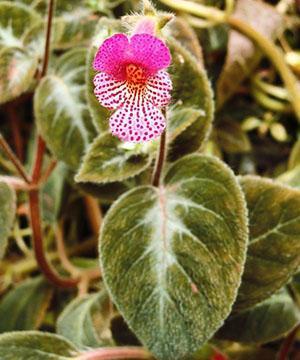 Coleria agradable (Kohleria amabilis)