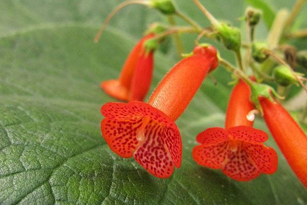 Coleria esponjosa (Kohleria eriantha)