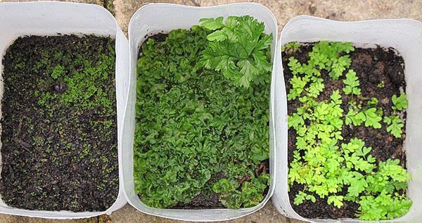 Propagation de la fougère par les spores