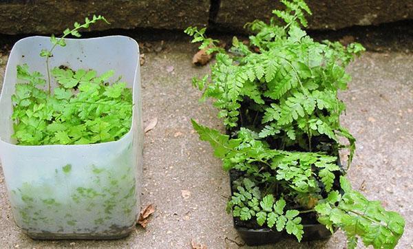 Propagation de fougère en divisant une plante adulte
