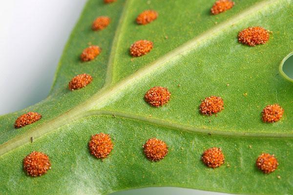 Spores de feuilles de fougère