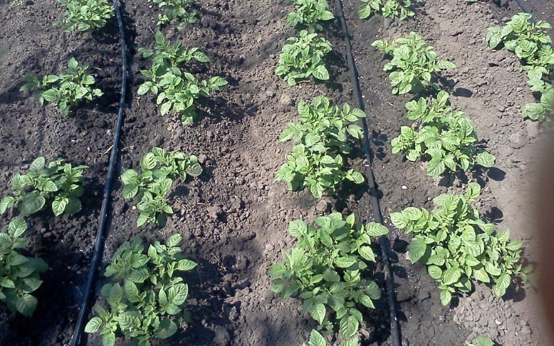 irrigation goutte à goutte