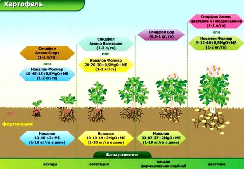 calendrier de fertilisation