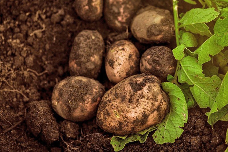 enfermedades y plagas de las patatas