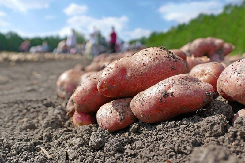 variedad de alto rendimiento