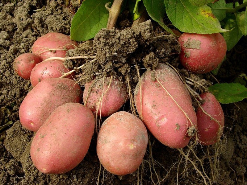 cultivo de patatas de la variedad Rocco