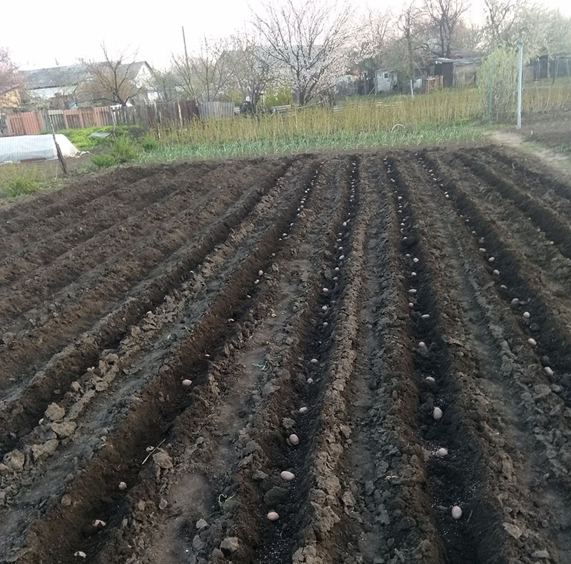 plantar patatas con un tractor a pie