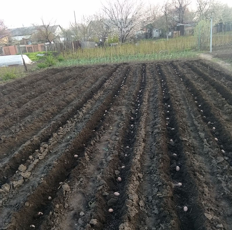 planter des pommes de terre avec un tracteur à conducteur marchant