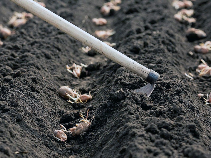 planter des pommes de terre pour la morve
