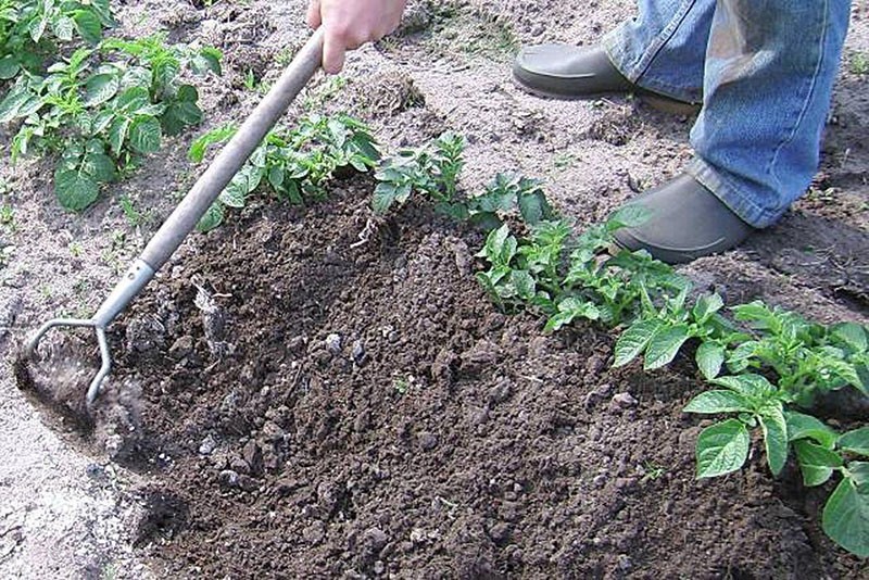 buttage des pommes de terre à la main