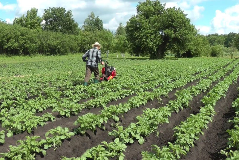 buttage de pommes de terre avec un tracteur à conducteur marchant