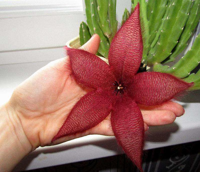 Stapelia de flores grandes