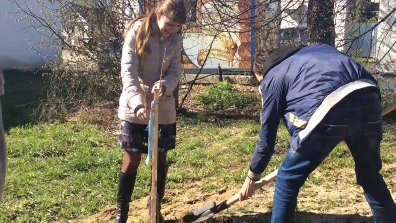 prendre soin du jeune arbre de l'érable tatar