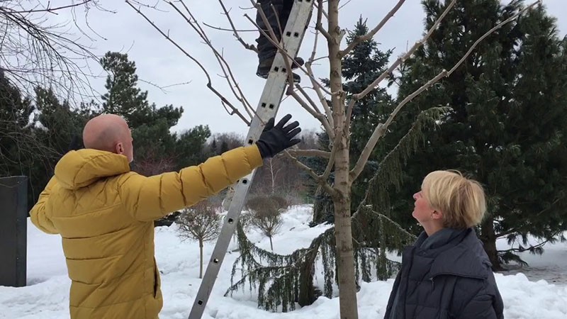 tailler l'érable au printemps