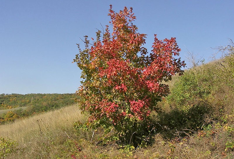 érable tatar dans la nature