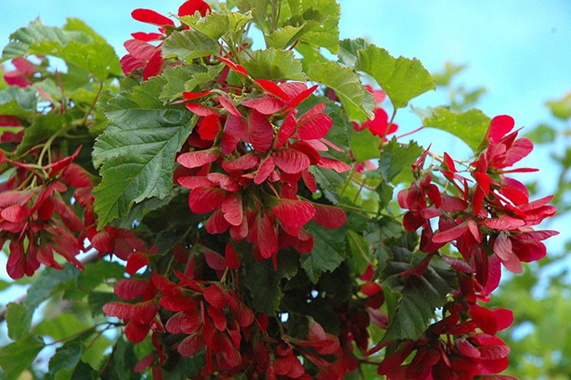 plante à feuilles caduques