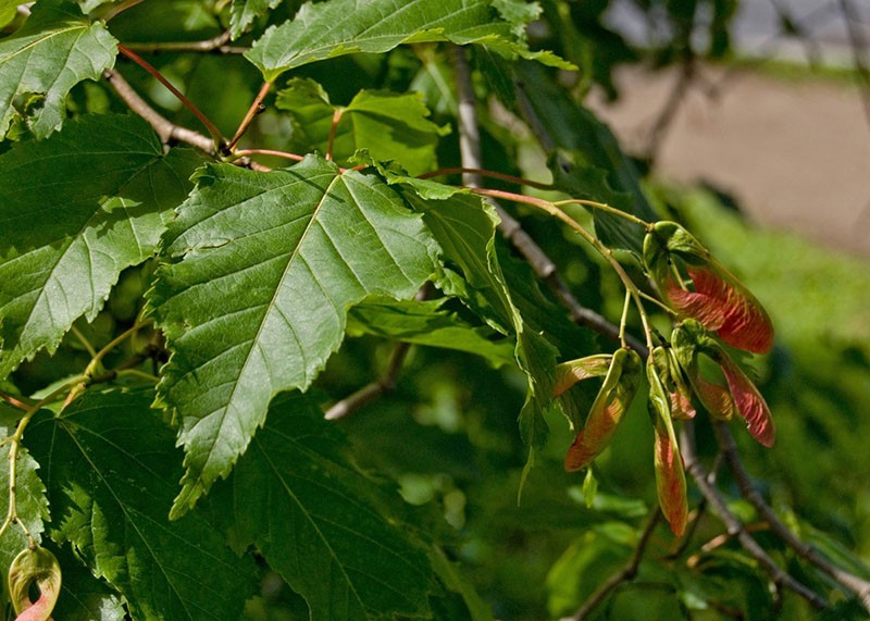 forma de hoja