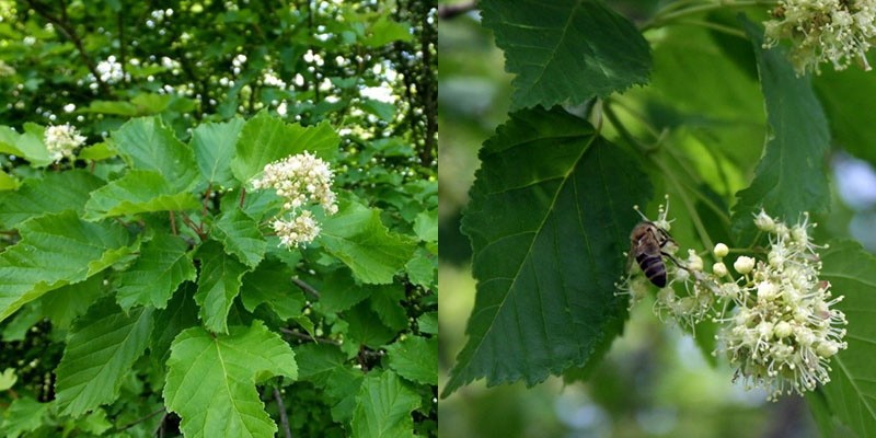 El arce tártaro está en flor