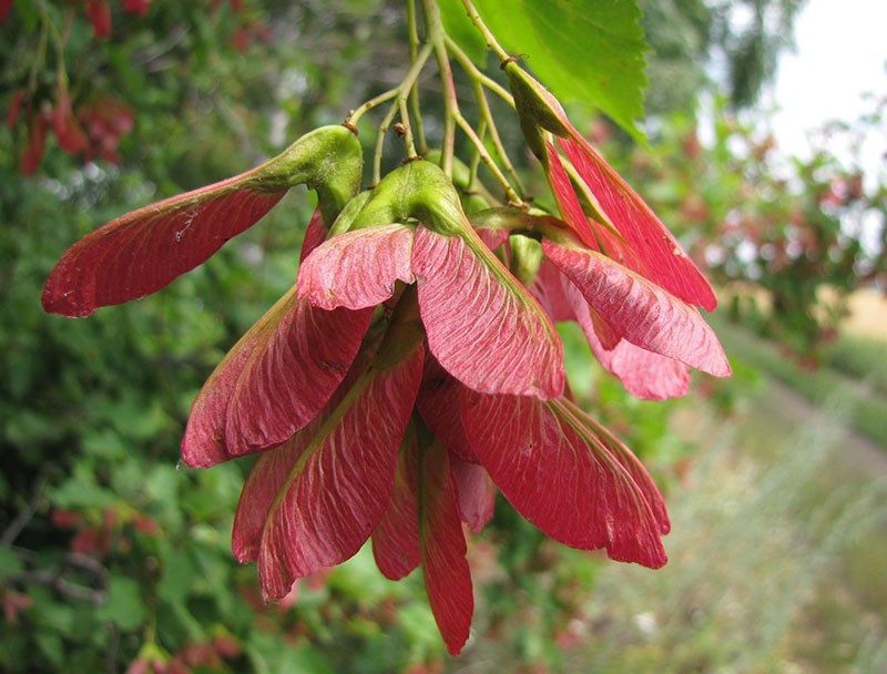 frutos del arce tártaro