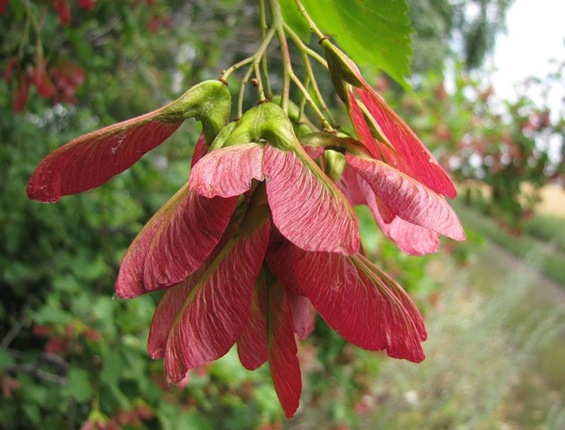 fruits de l'érable tatar