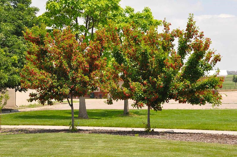 site de plantation d'érable