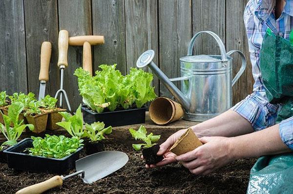 cultivo de plántulas