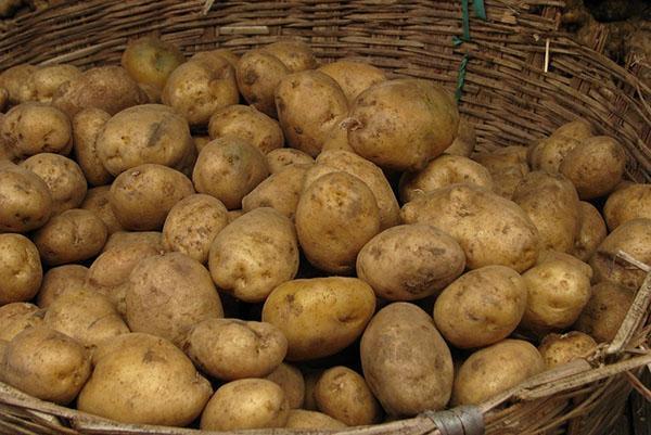 préparer les pommes de terre pour la plantation