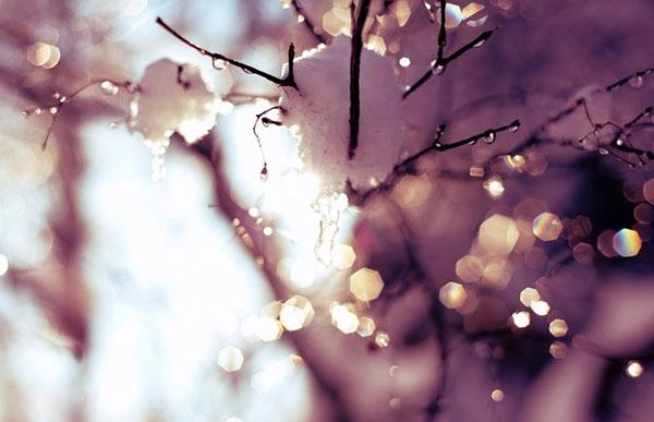 la dernière neige sur les arbres