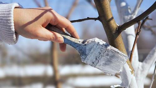 blanchiment des arbres fruitiers