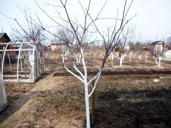 el árbol está listo para la primavera