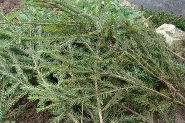 ramas de abeto como aislamiento y protección contra roedores