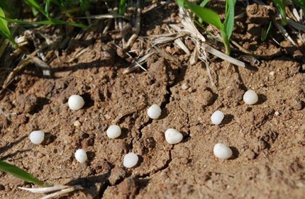 fertilización del suelo