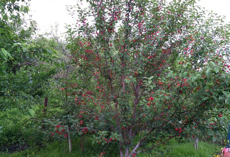 arbre compact