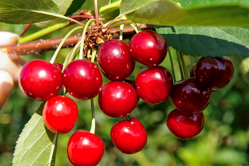 grenade d'hiver aux cerises