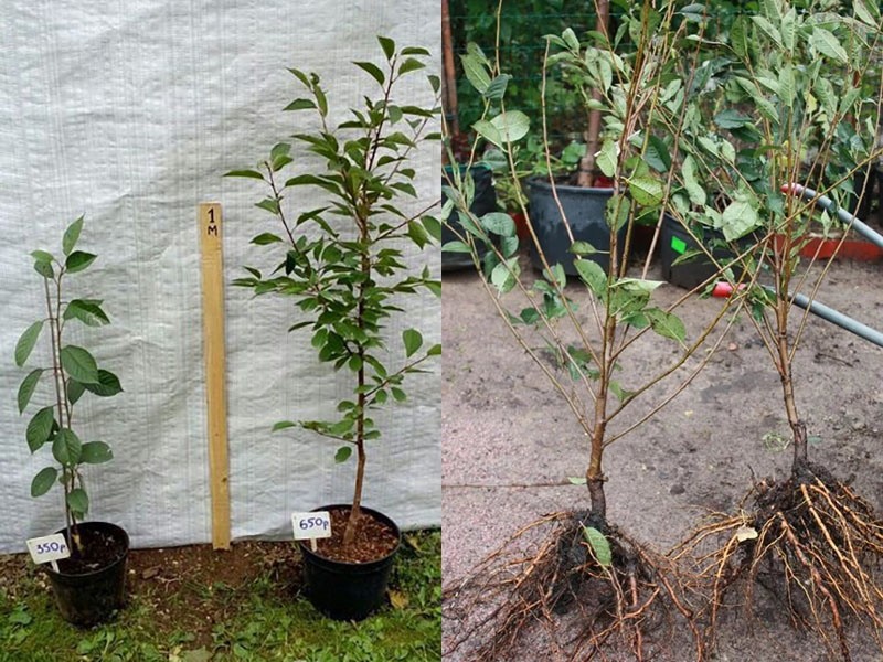 sélection de jeunes arbres