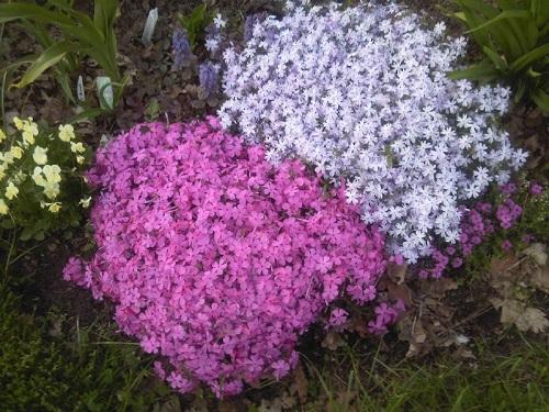 phlox subulate