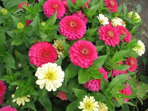 zinnia