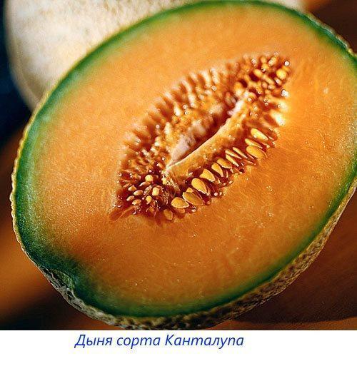 Melón cantalupo